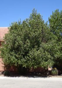 Arizona rosewood blooming at Academy Village