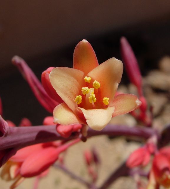 Red Yucca What's Blooming