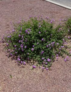 lantana blooming at Academy Village