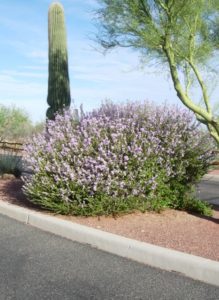 Texas ranger blooming at Academy Village