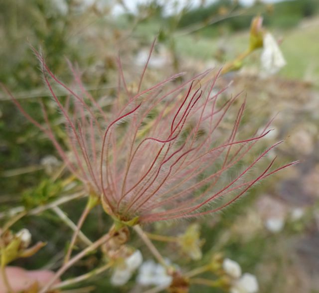 Fruit of Apache plume blooming at Academy Village