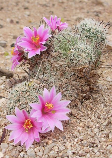 Graham's mammillaria cactus blooming at Academy Village