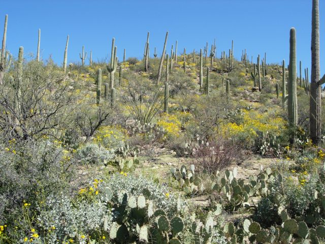 brittlebush with saguaro at Sabino Canyon