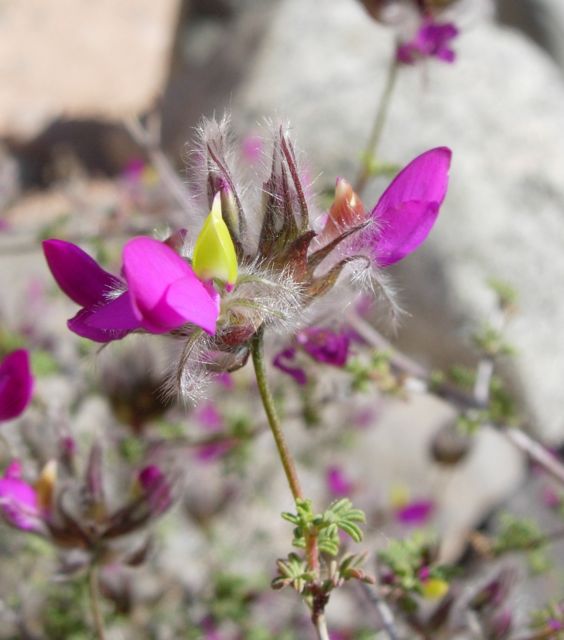 feather dalea at Colossal Cave Mountain Park