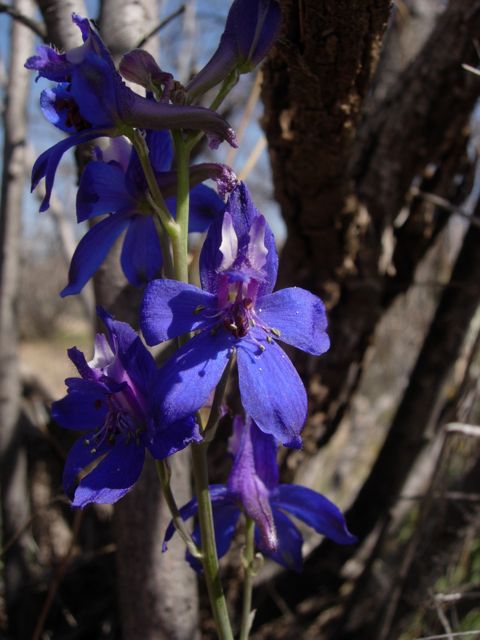 tall mountain larkspur blooming at Academy Village