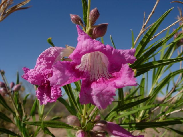 desert willow blooming at Academy Village