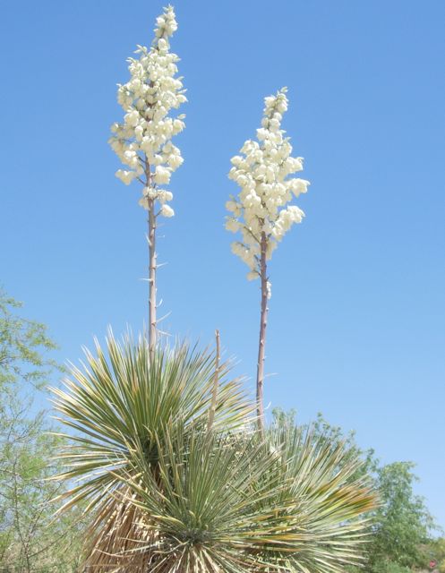 soaptree yucca at Academy Village